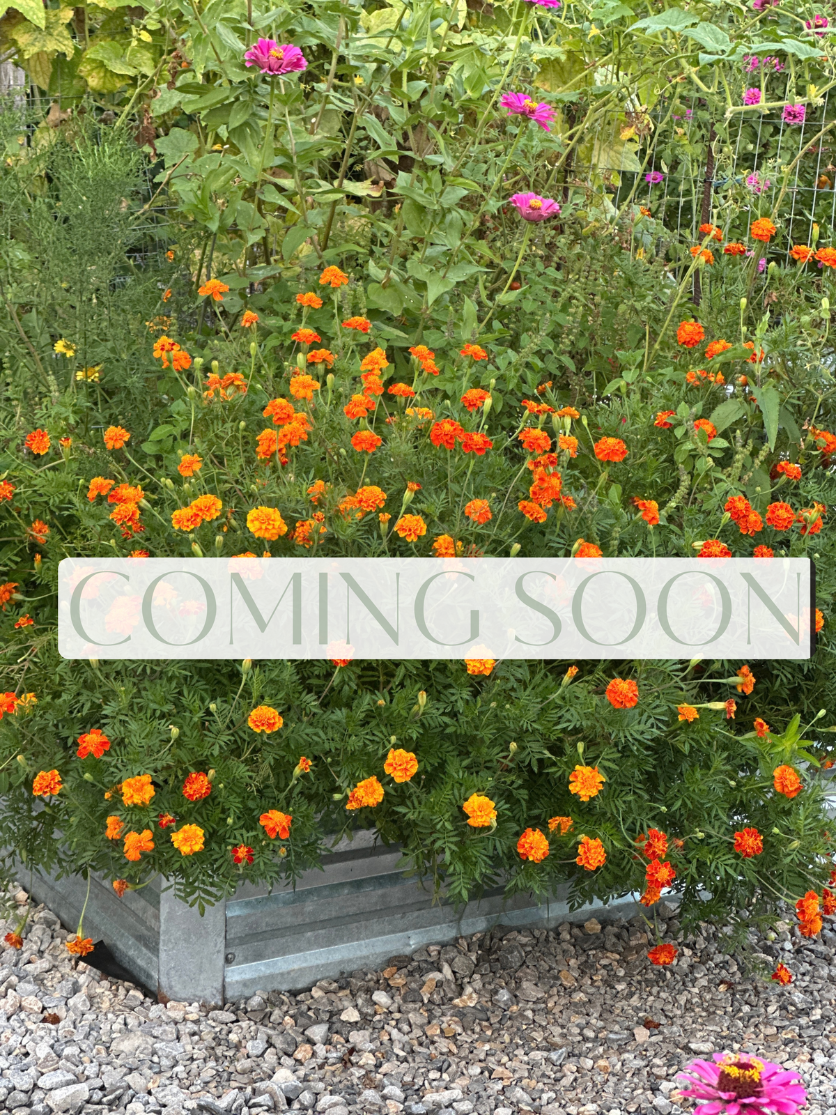 Mixed Marigold Seeds