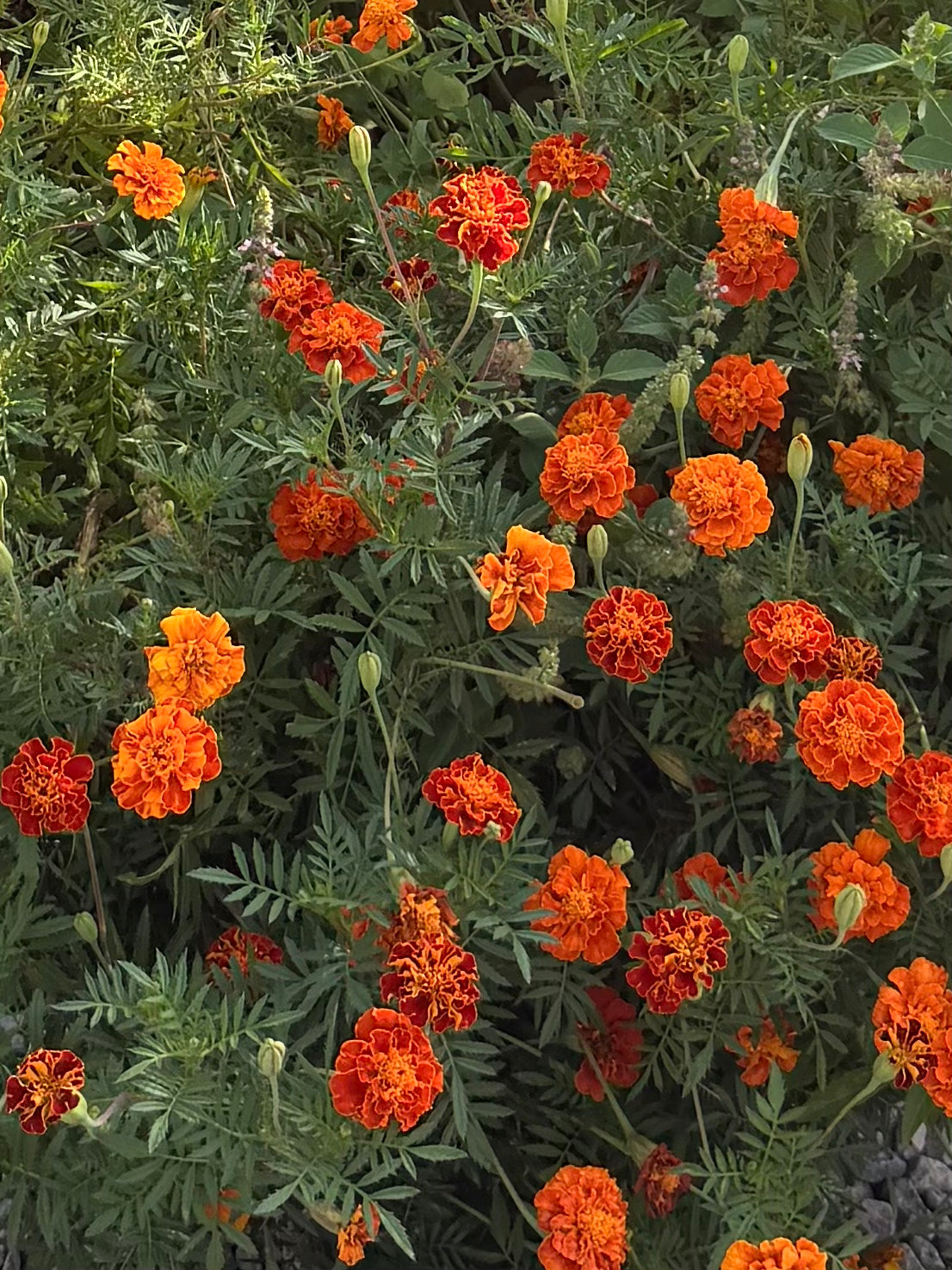 Mixed Marigold Seeds