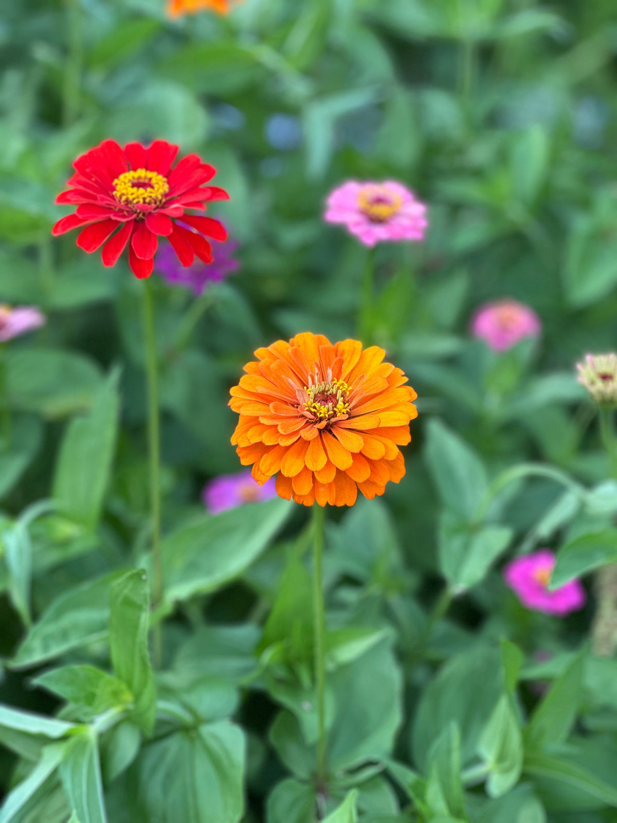 Mixed Zinnia Seeds